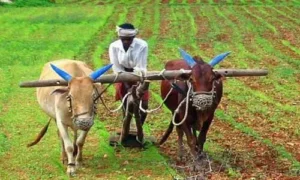 రైతుభరోసాపై గందరగోళం