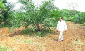 రూ. 21 వేలకు చేరుకున్న టన్ను పామాయిల్ గెల ధర