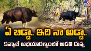 ఏ బిడ్డా.. ఇది నా అడ్డా.. కవ్వాల్‌ అభయారణ్యంలో అడవి దున్న