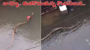 Viral Video: అయ్యబాబోయ్.. రోడ్డుపై ఈత కొడుతున్న కొండచిలువ.. వీడియో చూస్తే షాక్ అవ్వాల్సిందే..
