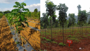 Mahogany:  పచ్చ బంగారం గురించి తెలుసా? రైతులకు కోట్ల ఆదాయం ఇచ్చే కల్పవృక్షం!