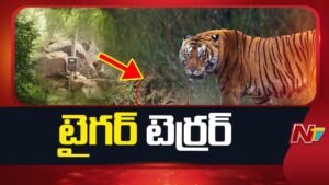 Rampachodavaram: “అధికారులే మా ఊళ్లపైకి పెద్దపులిని వదిలారు”.. దాన్ని చంపేస్తామంటూ గిరిజనుల హెచ్చరికలు..