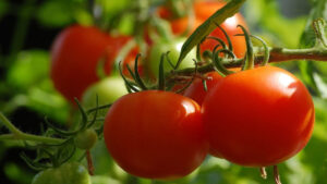 Tomato: ఆరోగ్యానికి మంచిదే కదా అని తినేస్తున్నారా.! తొక్కలోనే ప్రమాదం అంతా..