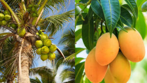 వాస్తు టిప్స్ : కొబ్బరి, మామిడి చెట్లు.. ఇంట్లో ఏ దిక్కులో ఉండటం మంచిదో తెలుసా?