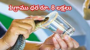 1 గ్రాము రూ.8 లక్షలు.. ప్రపంచంలోనే అత్యంత ఖరీదైన, ప్రమాదకరమైన విషం ఇదే!