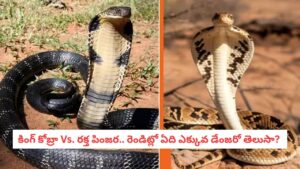 King Cobra vs Russell’s Viper: కింగ్ కోబ్రా కన్నా డేంజర్.. ఈ పాము కరిస్తే ప్రాణాలతో బయటపడ్డా నరకమే..