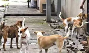చిన్నారిపై వీధి కుక్కల దాడి.. కాపాడిన స్థానికులు..