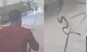 ఎసిలో ఐదు పాములు..... బెడ్‌రూమ్‌లో చూసి షాక్