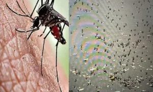 హైదరాబాద్ లో హాట్‌స్పాట్ లలో దోమల బెడదపై తక్షణమే చర్యలు చేపట్టాలి