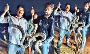 విశాఖపట్నంలో ఆరు కొండచిలువల కలకలం