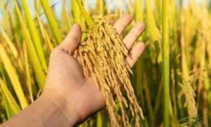 నేల కేవలం మట్టి ముద్ద కాదు