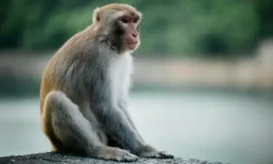ఒక్కసారిగా 20 కోతుల మూక దాడి.. వృద్ధురాలి మృతి
