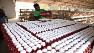 Namakkal Egg Exports: కుప్పకూలిన గుడ్డు ధరలు.. రోజుకు రూ.5 కోట్ల నష్టం!