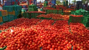 Tomato Price Drop: 2 రూపాయలకు పడిపోయిన టమోటా ధర.. లబోదిబోమంటున్న రైతన్నలు!