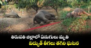 తిరుపతి జిల్లాలో ఏనుగులు మృతి.. విద్యుత్ తీగలు తగిలి ఘటన