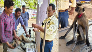 కొండముచ్చుకు గుండెపోటు.. సీపీఆర్‌తో పునర్జన్మ.. నిమిషాల్లోనే అద్భుతం..