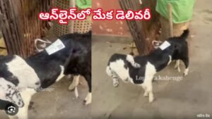 వార్నీ ఇదెక్కడి విడ్డూరంరా సామీ.. ఆన్‌లైన్‌లో ఇవి కూడా డెలివరీ చేస్తారా..? ఆర్డర్‌ బిల్‌ చూసి షాక్ తింటున్న నెటిజన్లు!