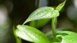 Betel Leaf: భోజనం తర్వాత తాంబూలం వేసుకునే అలవాటు మీకూ ఉందా?