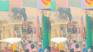 ఓరీ దేవుడో ఈ ఎద్దును ఒలంపిక్స్‌కి పంపిస్తే.. కప్పు పక్కా బిగులూ..! ఆ జంపింగ్‌ ఏంట్రా సామీ