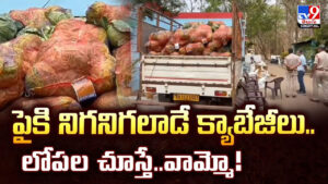 పైకి నిగనిగలాడే క్యాబేజీలు.. లోపల చూస్తే.. వామ్మో