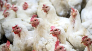 Chicken Prices: బ్యాడ్ న్యూస్.. తెలుగు రాష్ట్రాల్లో పెరిగిన చికెన్ ధరలు.. ఇప్పుడు కేజీ ఎంతంటే..?