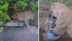Cheetah vs Lion: చిరుతపులి, సింహం తలపడితే ఎలా ఉంటుందో తెలుసా..?ఒళ్లు గగుర్పొడిచే వీడియో వైరల్!