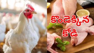 Chicken Prices: నాన్ వెజ్ ప్రియులకు బ్యాడ్ న్యూస్.. ఒకేసారి పెరిగిన చికెన్ ధరలు.. ఎంతంటే..?