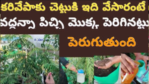 కరివేపాకు చెట్టుకు ఇది వేశారంటే.. సూపర్‌గా పెరుగుతుంది..