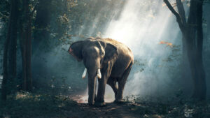 Elephants Teeth: ఏనుగుకి కనిపించే రెండు దంతాలేనా.. నోట్లో ఇంకా పళ్లు ఉంటాయా?