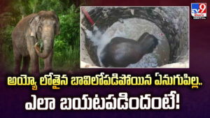 అయ్యో లోతైన బావిలోపడిపోయిన ఏనుగుపిల్ల.. ఎలా బయటపడిందంటే