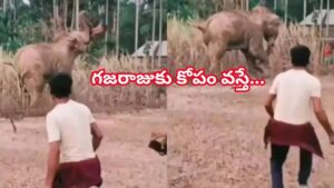 బాబోయ్‌ భయంకరం.. వ్యక్తిని బంతిలా గాలిలోకి ఎగరేసి, కాళ్లతో తొక్కి చంపేసిన ఏనుగు!