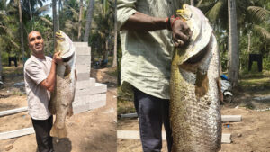 Eluru: వలకు చిక్కిన భారీ పండుగప్ప.. వేలంలో ఎంత ధరకు అమ్ముడైందో తెల్సా
