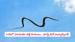 Flying Snake: గాలిలో ఎగిరే పాములను చూశారా?.. రెక్కలు లేకపోయినా పక్షిలా విహరించే వింత జీవులివి!
