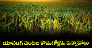 యాసంగి పంటల కొనుగోళ్లకు సన్నాహాలు