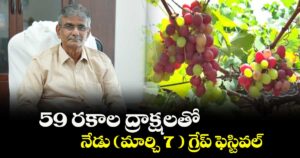 59 రకాల ద్రాక్షలతో నేడు (మార్చి 7 ) గ్రేప్ ఫెస్టివల్ :  హార్టికల్చర్ వర్సిటీ వీసీ రాజిరెడ్డి