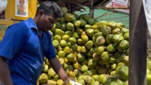 Coconut water: కొబ్బరి బోండాం కొంటున్నారా?.. ఏ కాయలో ఎక్కువ నీళ్లు ఉన్నాయో.. ఇలా సింపుల్‌గా తెలుసుకోండి!
