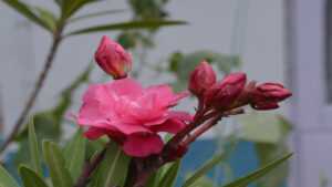 Oleander Poison: ఈ పుల మొక్కలు మీ పెరట్లోనూ ఉన్నాయా? ఐతే విషం మీ ముంగిట్లో ఉన్నట్లే..