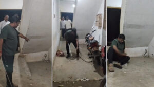 King Cobra Video: కోపంతో తిరగబడిన నాగుపామును ఎప్పుడైనా చూశారా..? ఒళ్లు జలదరించే సీన్..