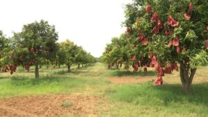 Kollapur Mangos: కొల్లాపూర్ మామిడి రైతుల పాలిట శాపంగా మారిన తెగుళ్లు.. నాలుగేళ్లుగా వదలని నష్టాలు