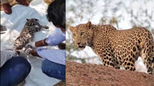 ప్రధాన రహదారి పక్కన చిరుతపులి పిల్ల మృతదేహం కలకలం.. ఇంతకీ ఎలా జరిగింది..?