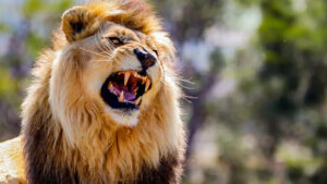 Lion: సింహం పంజా పవర్ ఎట్టుంటుందో తెల్సా.. ఒక్క దెబ్బకు ఎముకలన్నీ మట్టిలా మారుతాయ్