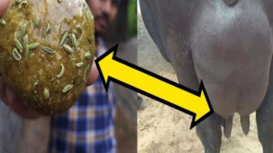 పాలల్లో వెన్న శాతం ఒక్కసారిగా డబుల్ అవ్వాలా..? ఇలా చేయండి చాలు