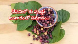 Phalsa Health Benefits: సమ్మర్‌ స్పెషల్ ఫ్రూట్‌.. ఈ పండ్లు తింటే గుండెకు చాలా మంచిది..! మరెన్నో