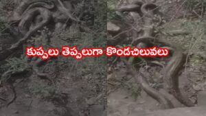 ఒళ్ళు గగుర్పొడిచే దృశ్యం.. ఒకే చోట కుప్పలు తెప్పలుగా భారీ కొండచిలువలు.. వైరల్ వీడియోతో వణికిపోతున్న ప్రజలు!