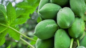 Boiled vs Raw Papaya: పచ్చి బొప్పాయి సుగుణాలు.. ఇలా తీసుకుంటే ఎన్నో సమస్యలకు ఔషదం దొరికినట్లే!