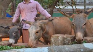 NLM Scheme: గాడిదల పెంపకానికి కేంద్ర ప్రభుత్వం సాయం.. ఏకంగా రూ. 50 లక్షలు.. ఎలా పొందాలంటే?