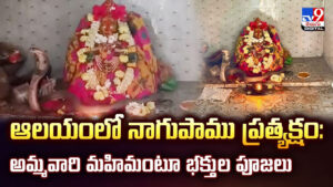 ఆలయంలో నాగుపాము ప్రత్యక్షం: అమ్మవారి మహిమంటూ భక్తుల పూజలు