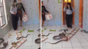Viral Video: వావ్.. ఇదికదా నిజమైన స్నేక్ అండ్ లాడర్ గేమ్ అంటే.. ఒళ్లు గగుర్పాటుకు గురి చేస్తున్న వీడియో.. !