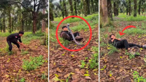 Viral Video: మృత్యువుతో దాగుడుమూతలు.. భారీ పాముతో ఎకసెక్కాలు.. కట్‌ చేస్తే..