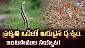 ప్రకృతి ఒడిలో అరుదైన దృశ్యం..జంటపాముల సయ్యాట!